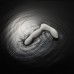 ROSELEX - Prostate Massager (Support APP Mini Programs - Chargeable)